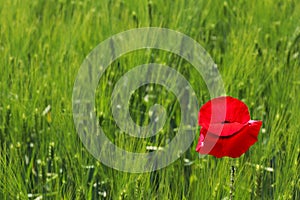 Red poppy flower or Papaver rhoeas in front of green field of rye or Secale cereale