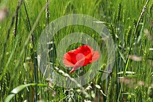 Red poppy flower or Papaver rhoeas in front of green field of rye or Secale cereale