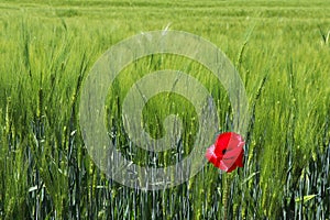 Red poppy flower or Papaver rhoeas in front of green field of rye or Secale cereale