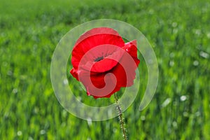 Red poppy flower or Papaver rhoeas in front of green field of rye or Secale cereale