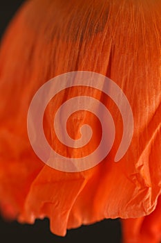 red poppy flower petal texture on black closeup