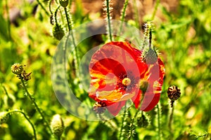 Red poppy flower and poppy seed heads against green blurry background