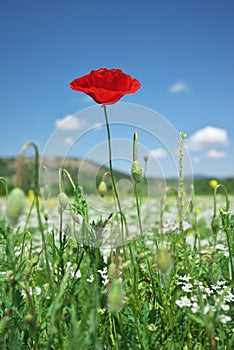 Red poppy flower portrait in green meadow on blue sky