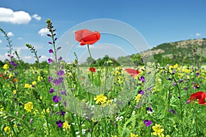 Red poppy flower portrait in green meadow on blue sky