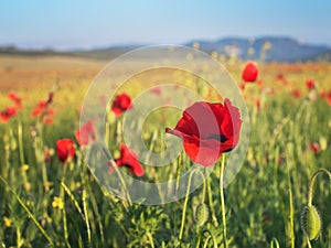 Red poppy flower portrait in meadow