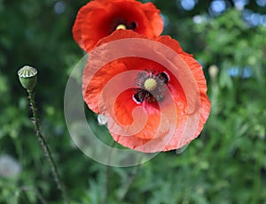 The red poppy flower produces a shallow depth of field and soft creamy background. Other names are Papaver rhoeas