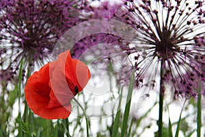Red poppy flower purple allium photo