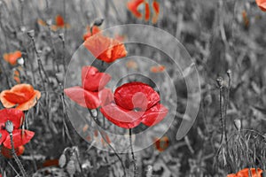 Red Poppy Flower - for Remembrance Day. Symbol of war