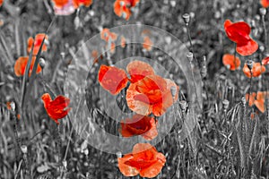 Red Poppy Flower - for Remembrance Day. Symbol of war