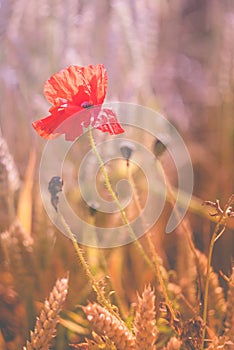 Red poppy flower in ripe wheat field. Design colors