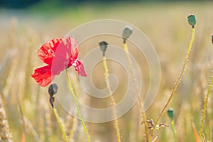 Red poppy flower in ripe wheat field. Design colors