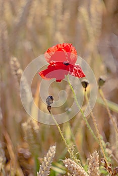 Red poppy flower in ripe wheat field. Flat look