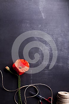 Red poppy flower and rye on old blackboard with scissors