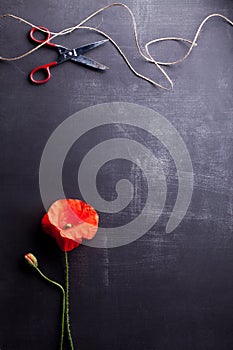 Red poppy flower and rye on old blackboard with scissors from th