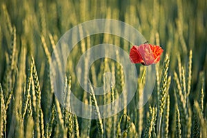 Red poppy flower with sitting fly in green wheat field