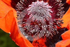 Red poppy flower, stamens and pistils, macro