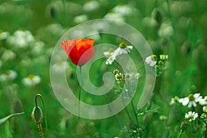 Red poppy flower standing alone in the green grass