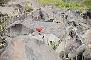 Red poppy flower and stone outdoors color photo