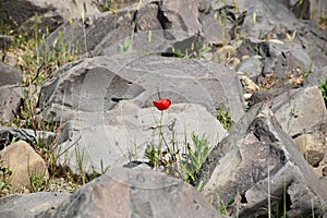 Red poppy flower and stone outdoors color green photo