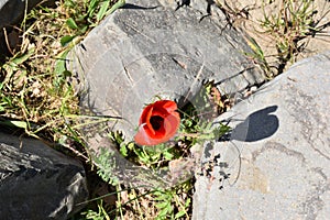 Red poppy flower and stone outdoors color green photo