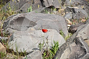 red poppy flower and stone outdoors color green photo