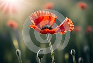 a red poppy flower with the sun shining through it
