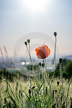 Red poppy flower at sunset, on the curb of a country road