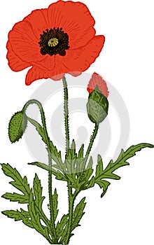 Red Poppy flower. Vector