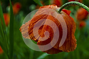 Red Poppy flower with water drops. delicate red poppy flower in the drops of rain