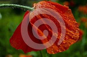 Red Poppy flower with water drops. delicate red poppy flower in the drops of rain