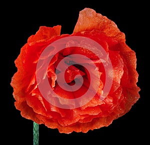Red poppy flower in water drops isolated