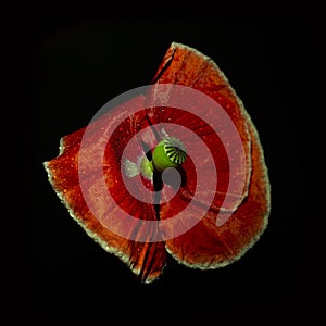 Red poppy flower with water drops isolated on black background