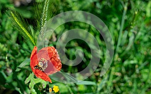 Red poppy flower with water drops on the petals in the garden