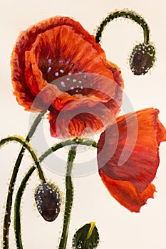 Red poppy flower watercolor illustration collection.