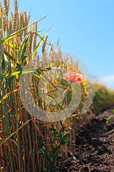 Red poppy flower on the wheat field