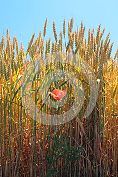 Red poppy flower on the wheat field