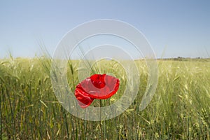 Red poppy flower in the wheat field