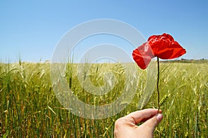 Red poppy flower in the wheat field