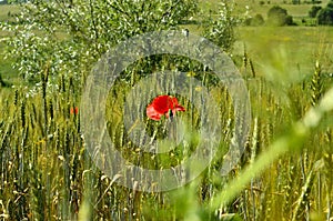 Red Poppy Flower between a Wheat Fields at Countryside during Autumn in Transylvania.