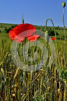 Red Poppy Flower between a Wheat Fields at Countryside during Autumn in Transylvania.
