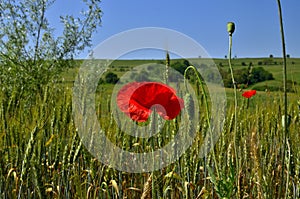 Red Poppy Flower between a Wheat Fields at Countryside during Autumn in Transylvania.