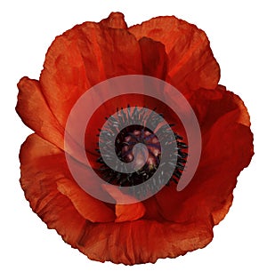 Red poppy flower on a white isolated background with clipping path. Closeup. no shadows. For design.