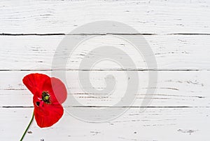 Red poppy flower on white wooden background for Rememberance Day with copy space