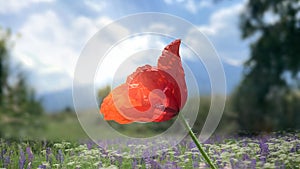 Red poppy flower in wild green field blue sky white clouds nature background