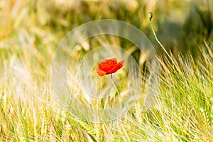 Red poppy flower in yellow wheat field
