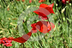 Red Poppy Flowers