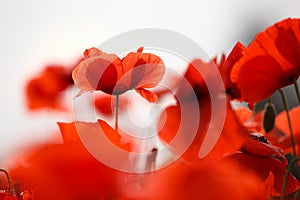 Red Poppy Flowers