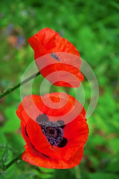 Red poppy flowers