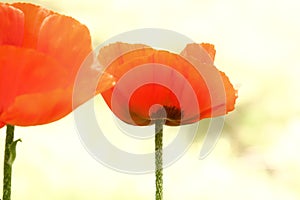 Red poppy flowers