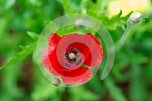 Red poppy flowers